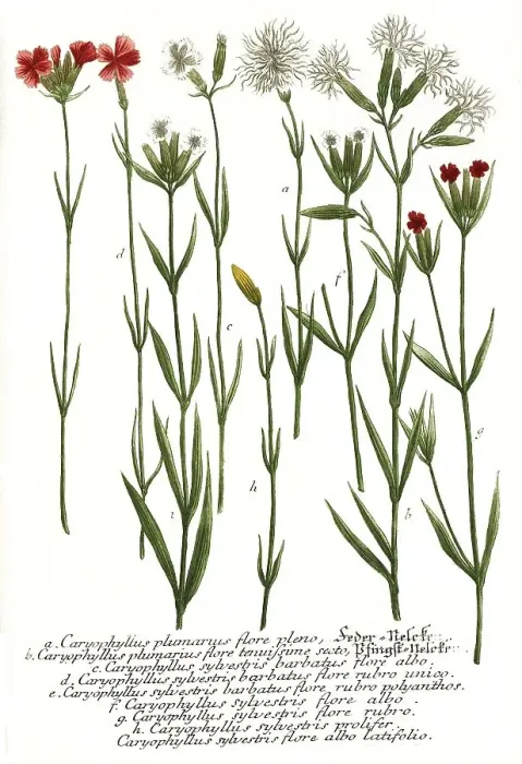 Framed Print : Botany, plant, different varieties of caryophyllus