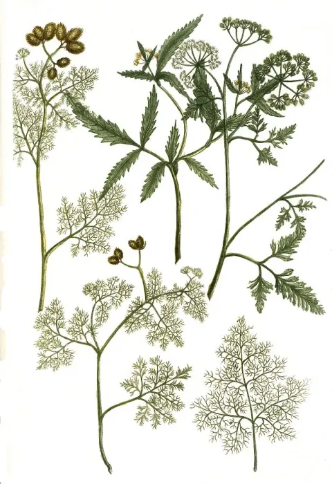 Framed Print : Botany, Plant, Field burdock, Torilis arvensis or Caucalis arvensis