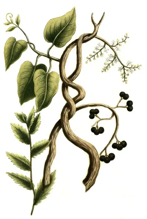 Framed Print : Botany, Plant, Fish Seeds, Coccolus Seeds