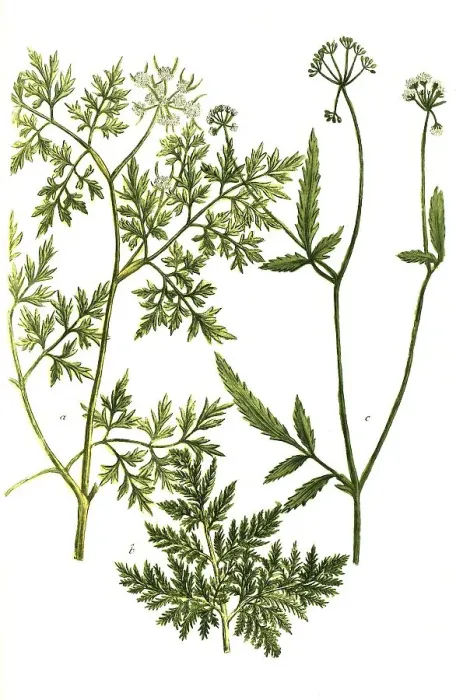 Framed Print : Botany, plant, forms of water hemlock, a Framed Print : Botany, plant, forms of water hemlock, a