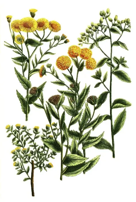 Framed Print : Botany, plant, plants of the genus Conyza Framed Print : Botany, plant, plants of the genus Conyza
