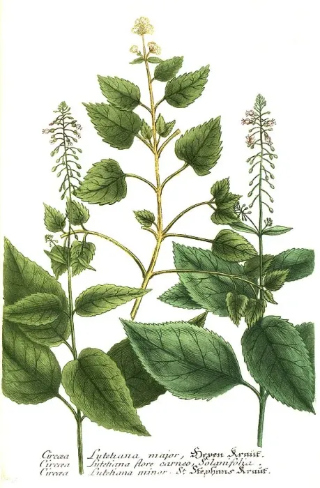 Framed Print : Botany, plant, variants of enchanter's nightshade (Circaea lutetiana) Framed Print : Botany, plant, variants of enchanter's nightshade (Circaea lutetiana)