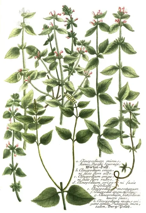 Framed Print : Botany, plant, variants of mountain mint Framed Print : Botany, plant, variants of mountain mint