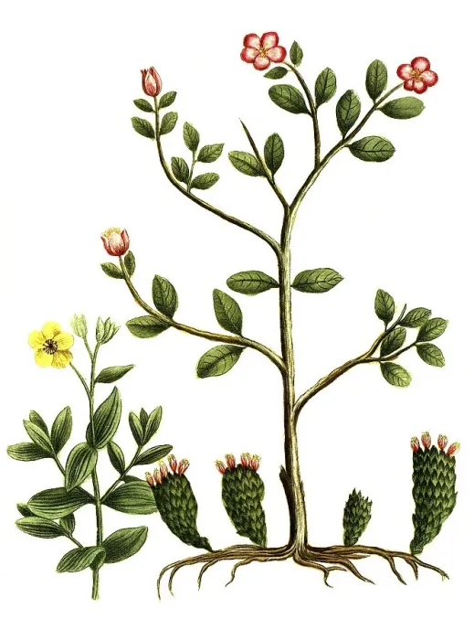Framed Print : Botany, Plant, Variations of the Cistus
