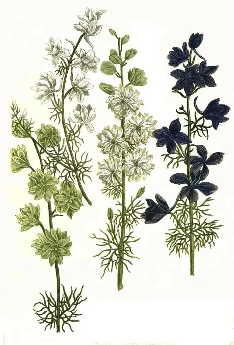 Framed Print : Botany, Plant, various, forking larkspur (Consolida regalis) Framed Print : Botany, Plant, various, forking larkspur (Consolida regalis)