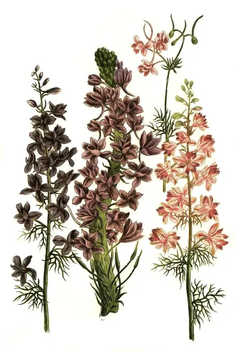 Framed Print : Botany, Plant, various larkspur (Delphinium) (Consolida) (delphinium) Framed Print : Botany, Plant, various larkspur (Delphinium) (Consolida) (delphinium)
