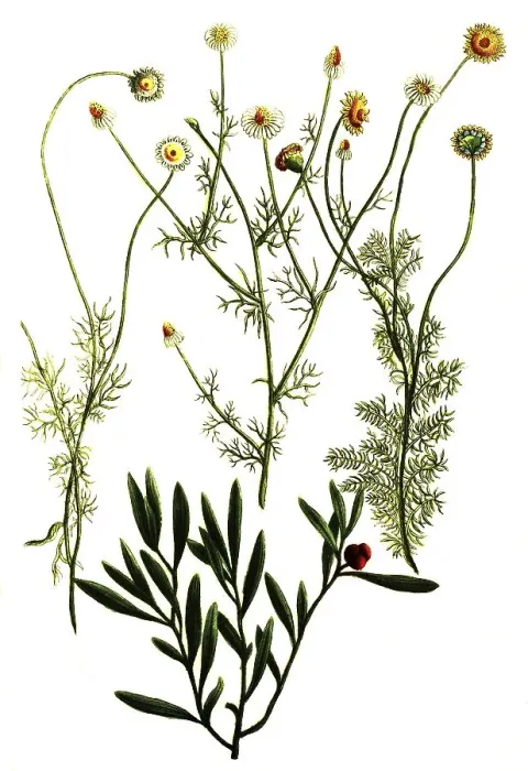 Framed Print : Botany, plant, various species of Roman chamomile