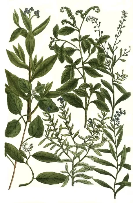 Framed Print : Botany, plants, different species of Heliotropium