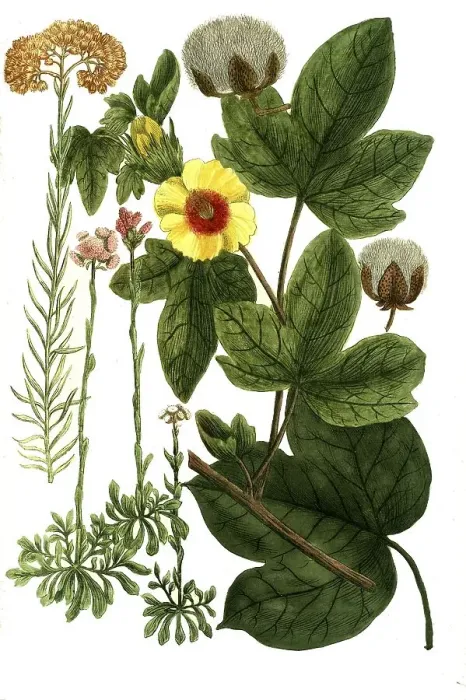 Framed Print : Botany, Plants, Gnaphalium angustifolium