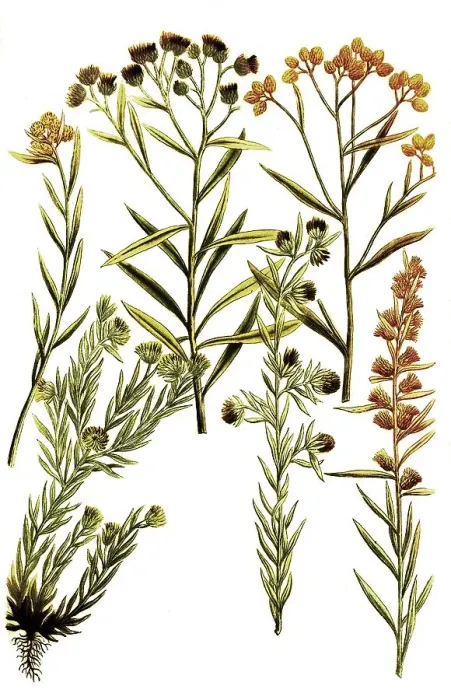 Framed Print : Botany, Plants, Gnaphalium, Different varieties of dysentery weed Framed Print : Botany, Plants, Gnaphalium, Different varieties of dysentery weed