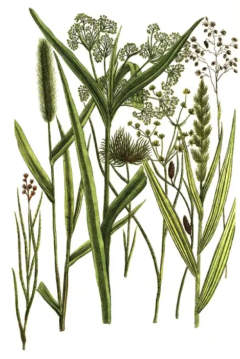 Framed Print : Botany, Plants, Gramen cyperoides Cyprus grass