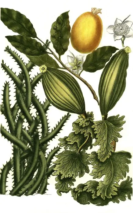 Framed Print : Botany, Plants, Guanabanus javanensis and Guajava indica