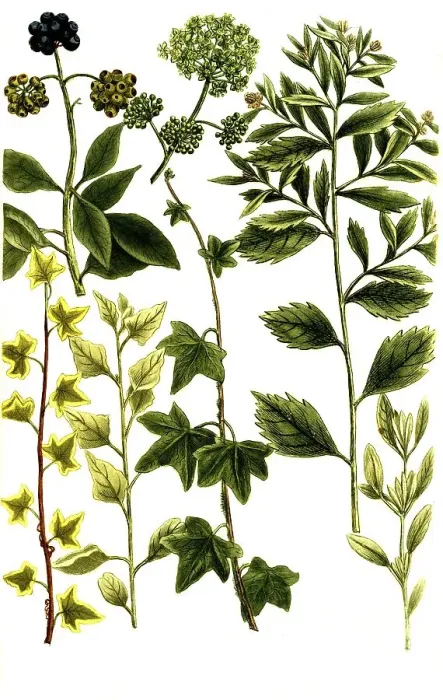 Framed Print : Botany, Plants, Halimus fructicosa Meermelde Framed Print : Botany, Plants, Halimus fructicosa Meermelde