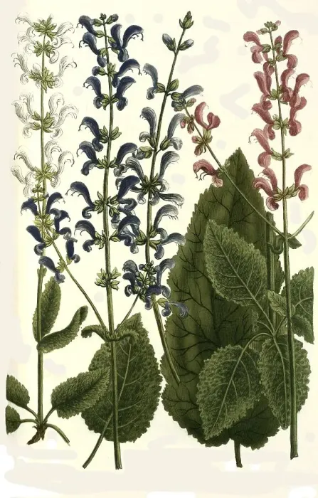 Framed Print : Botany, plants, Horminum, different species of sage (Salvia) pratense