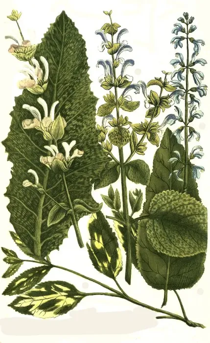Framed Print : Botany, plants, Horminum, different species of sage (Salvia) sylvestris