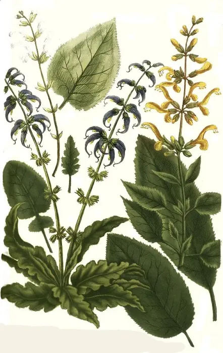 Framed Print : Botany, plants, Horminum, various species of sage (Salvia) bisermas dictum