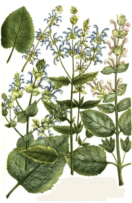 Framed Print : Botany, plants, Horminum, various species of sage (Salvia) ethyopicum Framed Print : Botany, plants, Horminum, various species of sage (Salvia) ethyopicum