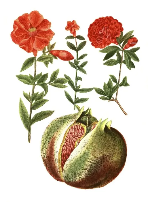 Framed Print : Botany, Plants, Pomegranate (Punica granatum)
