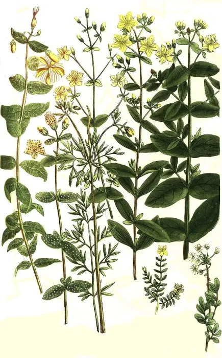 Framed Print : Botany, plants, species of st johns wort (Hypericum)