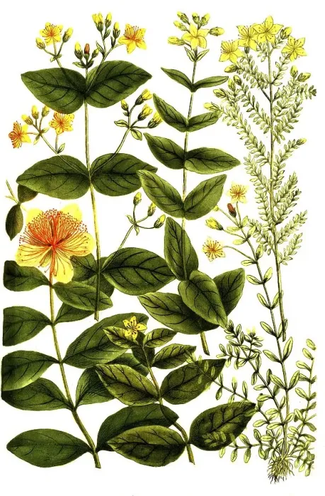 Framed Print : Botany, Plants, Species of st johns wort (Hypericum) minoribus Framed Print : Botany, Plants, Species of st johns wort (Hypericum) minoribus