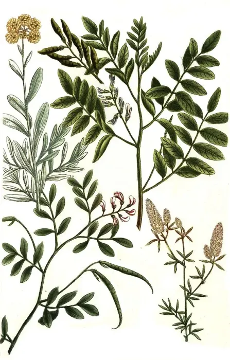 Framed Print : Botany, Plants, Sweetroot, Glyzyrrhiza sylvestris