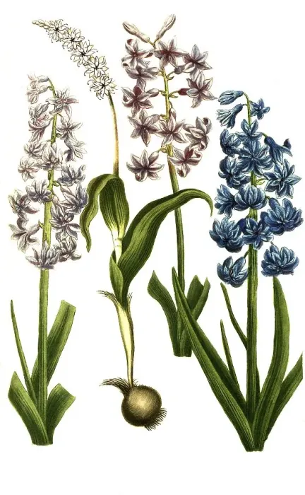 Framed Print : Botany, plants, various forms of the garden hyacinth (Hyacinthus orientalis) Framed Print : Botany, plants, various forms of the garden hyacinth (Hyacinthus orientalis)
