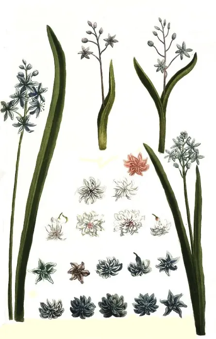 Framed Print : Botany, plants, various forms of hyacinth (Hyacinthus) Framed Print : Botany, plants, various forms of hyacinth (Hyacinthus)
