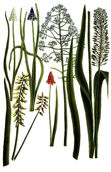 Framed Print : Botany, plants, various forms of the hyacinth (Hyacinthus) calamistratus