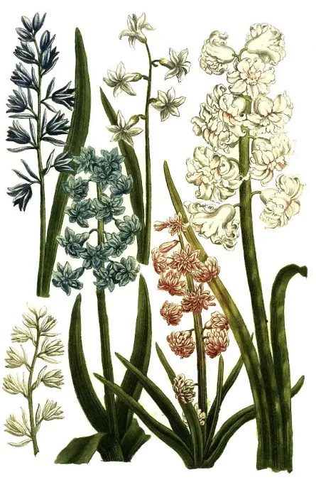 Framed Print : Botany, plants, various forms of the hyacinth (Hyacinthus) maximus (orientalis) Framed Print : Botany, plants, various forms of the hyacinth (Hyacinthus) maximus (orientalis)