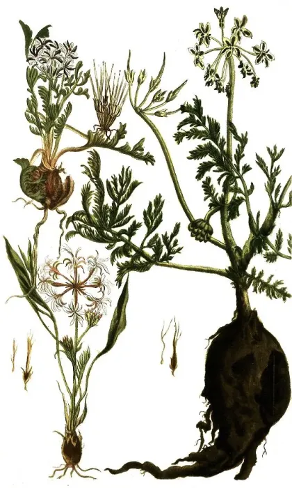 Framed Print : Botany, Plants, Various species of cranesbill