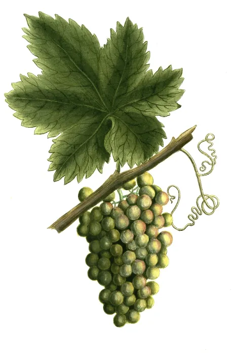 Framed Print : Botany, plants, vitis vinifera