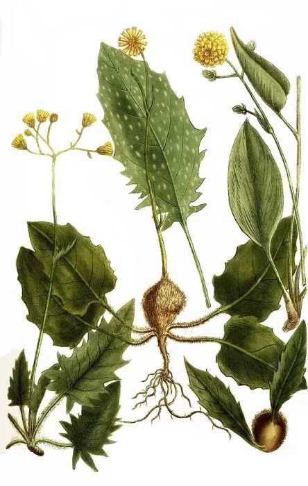 Framed Print : Botany, Plants, Wood-hawkweed (Hieracium) murorum