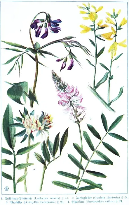 Framed Print : Botany, spring vetchling (Lathyrus vernus) Framed Print : Botany, spring vetchling (Lathyrus vernus)