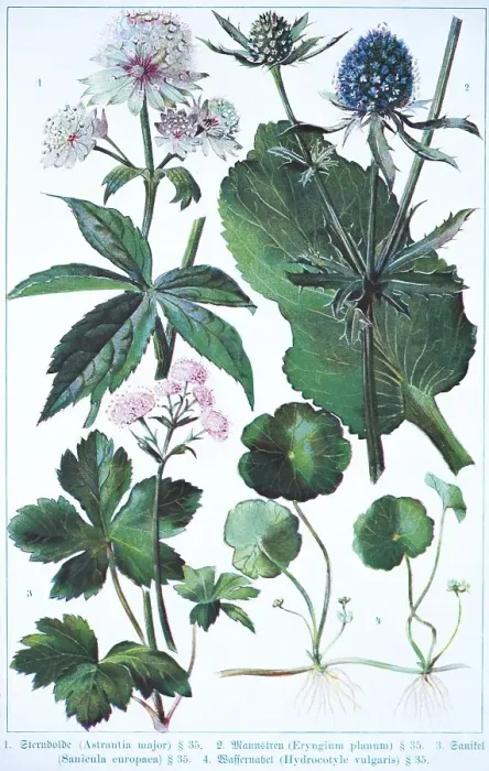 Framed Print : Botany, Starry Astrantia (Astrantia major) Framed Print : Botany, Starry Astrantia (Astrantia major)