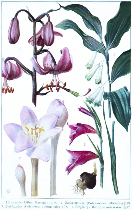Framed Print : Botany, Turk's cap (Lilium Martagon)