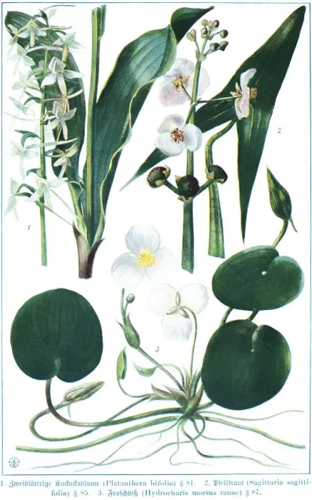 Framed Print : Botany, Two-leaved cuckoo flower (Platanthera bifolia)