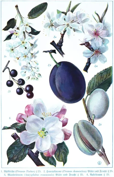 Framed Print : Botany, wild cherry (Prunus padus)