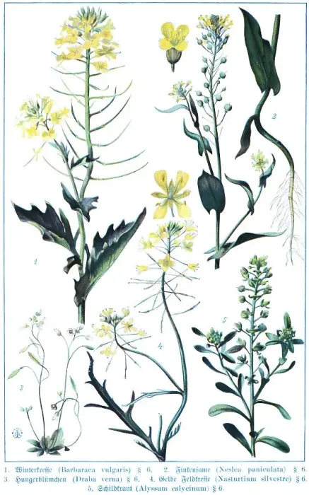 Framed Print : Botany, yellow rocketcress (Barbarea vulgaris)