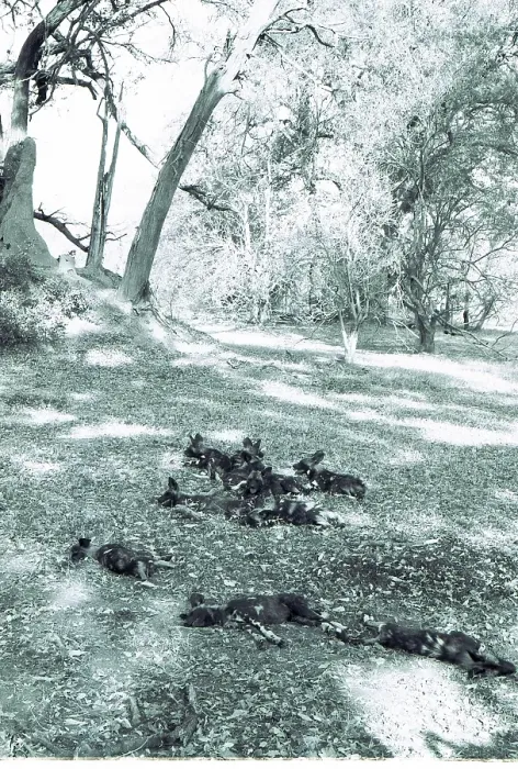 Framed Print : Botswana: A group of wild dogs in the Kalahari