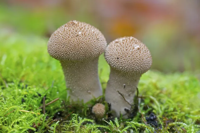 Framed Print : Bottle bovist (Lycoperdon perlatum) in forest in autumn Framed Print : Bottle bovist (Lycoperdon perlatum) in forest in autumn