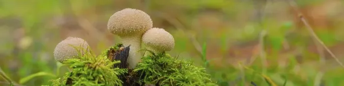 Framed Print : Bottle mushroom (Lycoperdon perlatum) Framed Print : Bottle mushroom (Lycoperdon perlatum)