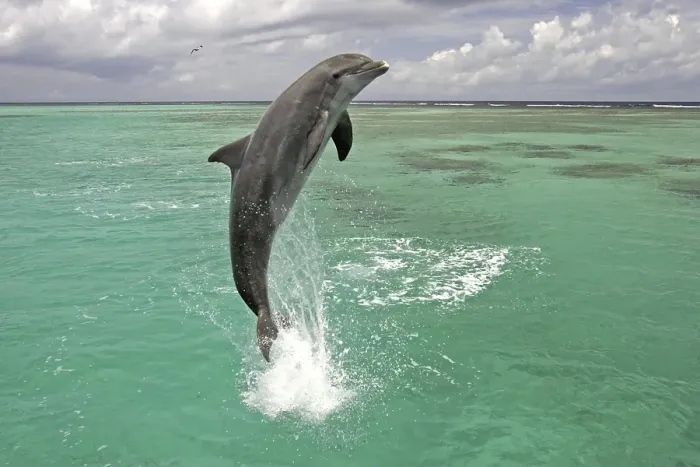 Framed Print : Bottle-nosed Dolphin (Tursiops truncatus) Framed Print : Bottle-nosed Dolphin (Tursiops truncatus)