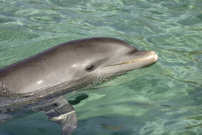 Framed Print : Bottle-nosed Dolphin (Tursiops truncatus) Framed Print : Bottle-nosed Dolphin (Tursiops truncatus)