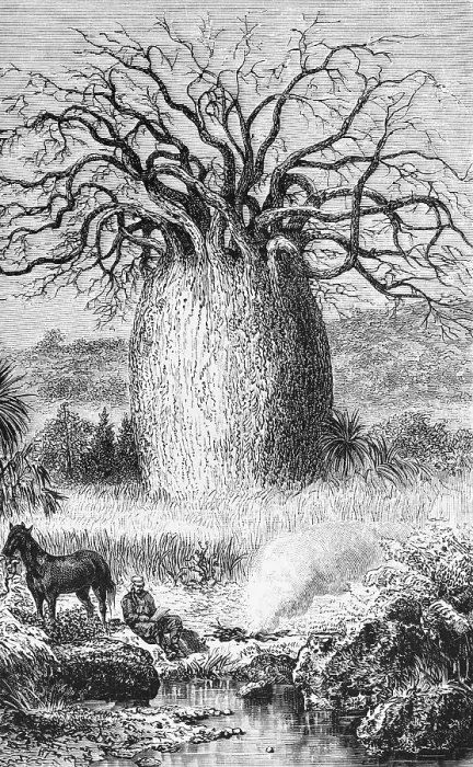 Framed Print : Bottle tree (Asimina triloba) in the Australian steppe, man resting on the lakeshore, horse, travelling, Australia, historical illustration 1888, Oceania