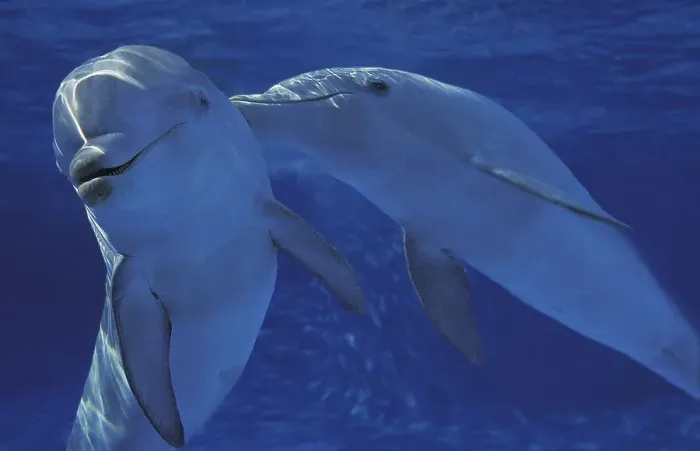 Framed Print : Bottlenose dolphin, Bottlenose dolphins (tursiops truncatus)