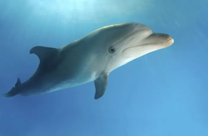 Framed Print : Bottlenose Dolphin (Tursiops truncatus)