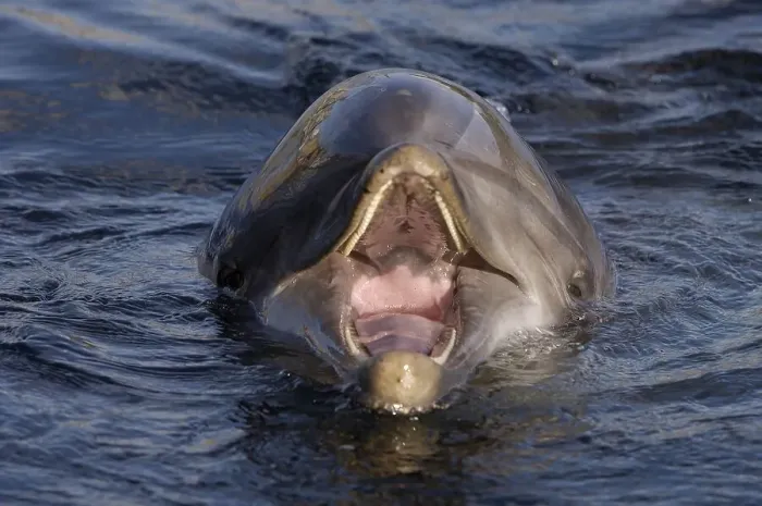 Framed Print : Bottlenose Dolphin (Tursiops truncatus) Framed Print : Bottlenose Dolphin (Tursiops truncatus)
