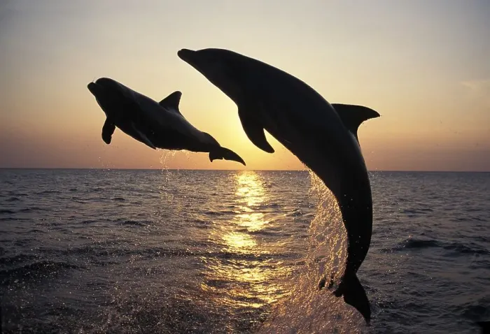 Framed Print : BOTTLENOSE DOLPHIN (tursiops truncatus)