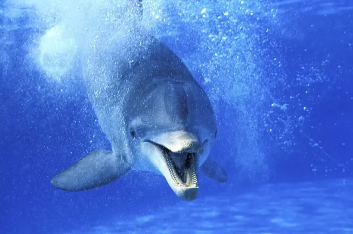 Framed Print : Bottlenose Dolphin (tursiops truncatus) Framed Print : Bottlenose Dolphin (tursiops truncatus)