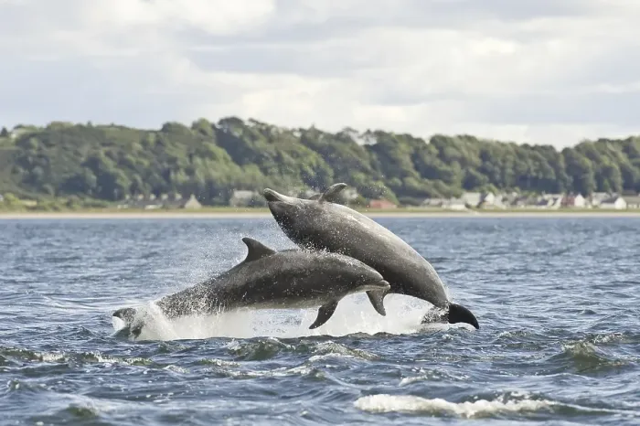 Framed Print : Bottlenose Dolphin (Tursiops truncatus)